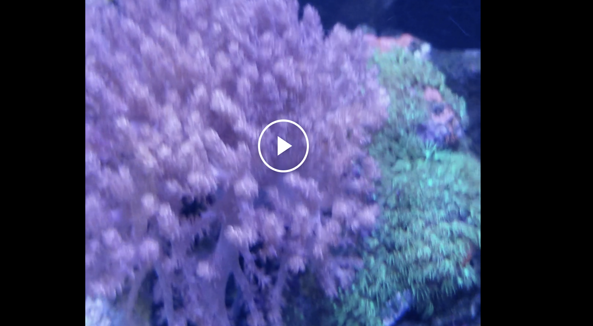 A video showing a cluster of underwater corals with green tips sits on rocks, with a shrimp featuring long white antennae in the foreground.